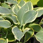 Hosta 'First Frost' — photo 2