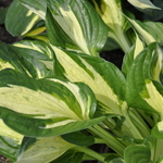 Hosta 'Revolution' — photo 1