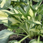 Hosta 'Revolution' — photo 2
