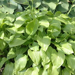 Hosta 'Royal Standard' — photo 2