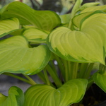 Hosta 'Stained Glass' — photo 1
