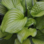 Hosta 'Stained Glass' — photo 2