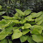 Hosta 'Sum And Substance' — photo 1
