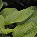 Hosta 'Sum And Substance' — photo 2