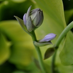 Hosta 'Sum And Substance' — photo 3