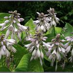 Hosta 'Sum And Substance' — photo 4