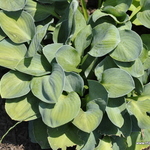 Hosta 'Blue Mouse Ears' — photo 1