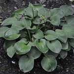 Hosta 'Blue Mouse Ears' — photo 2