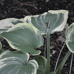 Hosta 'Earth Angel' — photo 1