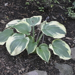 Hosta 'Earth Angel' — photo 2