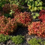 Nandina domestica 'Fire Power' — photo 4