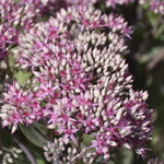 Sedum Mr. Goodbud — photo 1