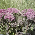Sedum Mr. Goodbud — photo 2