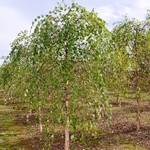 Betula nigra Summer Cascade — photo 1