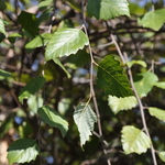 Betula nigra Summer Cascade — photo 2