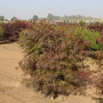 Acer Palmatum 'Atrolinear' — photo 1