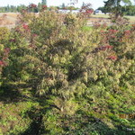 Acer Palmatum 'Atrolinear' — photo 2