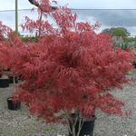 Acer Palmatum 'Atrolinear' — photo 3