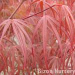 Acer Palmatum 'Atrolinear' — photo 4