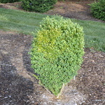 Buxus Sempervirens 'Memorial — photo 1