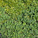 Buxus Sempervirens 'Memorial — photo 2