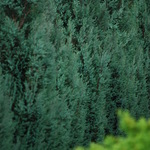 Chamaecyparis lawsoniana Blue Surprise — photo 1