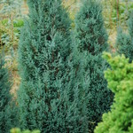 Chamaecyparis lawsoniana Blue Surprise — photo 2