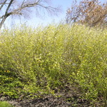 Fargesia nitida — photo 1