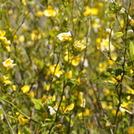 Fargesia nitida — photo 2