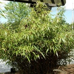 Fargesia rufa — photo 2