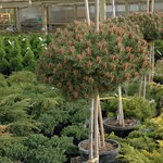 Pinus Sylvestris Brepo — photo 1