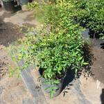 Nandina domestica 'Nana Purpurea' — photo 2