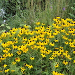 Rudbeckia Fulgida 'Goldsturm' — photo 1