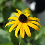 Rudbeckia Fulgida 'Goldsturm' — photo 2