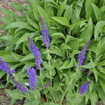 Salvia Nemerosa 'May Night' — photo 1