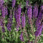 Salvia Nemerosa 'May Night' — photo 2