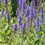 Salvia Nemerosa 'Blue Hill' — photo 1