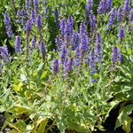 Salvia Nemerosa 'Blue Hill' — photo 2