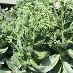 Sedum 'Autumn Joy' — photo 1