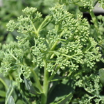 Sedum 'Autumn Joy' — photo 2