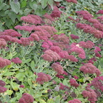 Sedum 'Autumn Joy' — photo 3