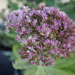 Sedum 'Autumn Fire' — photo 2