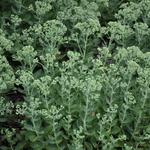 Sedum 'Autumn Fire' — photo 3