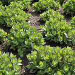 Sedum 'Matrona' — photo 1