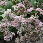 Sedum 'Matrona' — photo 2
