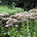 Sedum 'Matrona' — photo 3