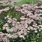 Sedum 'Matrona' — photo 4