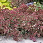 Sedum 'Vera Jameson' — photo 1