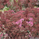 Sedum 'Vera Jameson' — photo 2