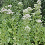 Sedum 'Frosty Morn' — photo 1